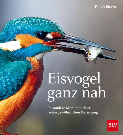 Eisvogel ganz nah - Ralph Sturm