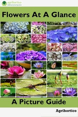 Flowers at a Glance - 