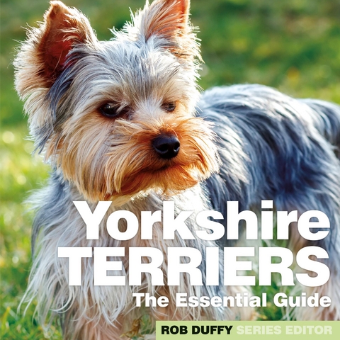 Yorkshire Terriers - 