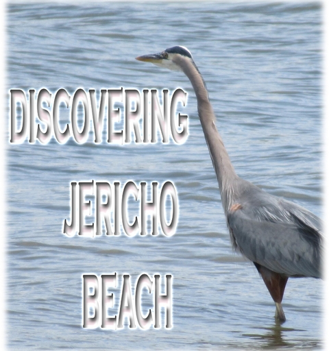 Discovering Jericho Beach -  Rowena Kong