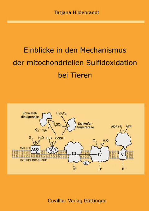 Einblicke in den Mechanismus der mitochondriellen Sulfidoxidation bei Tieren -  Tatjana Hildebrandt