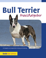 Bull Terrier - Bethany Gibson