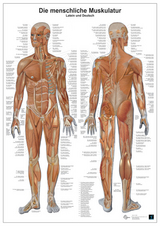 Die menschliche Muskulatur - 