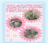 Bold and Beautiful Bunnies of Jericho Beach -  Kong