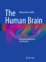 The Human Brain - Miguel Marín-Padilla