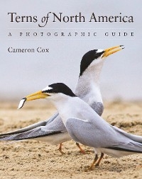 Terns of North America -  Cameron Cox