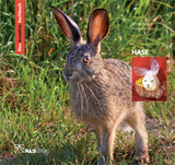 Das kreative Sachbuch "Hase" - Sabine Latorre, Annerose Naber