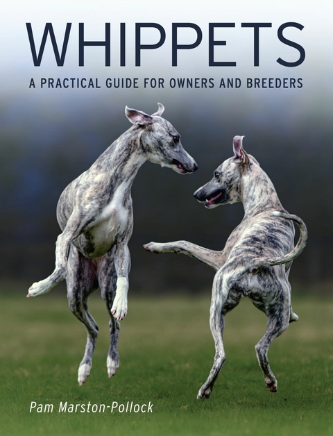 Whippets -  Pam Marston-Pollock