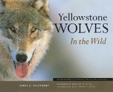 Yellowstone Wolves in the Wild -  James C Halfpenny