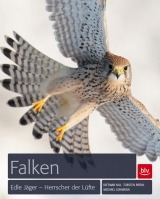 Falken - Michael Lohmann