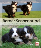 Berner Sennenhund - Anita Schneider-Weissbaum