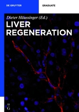 Liver Regeneration - 