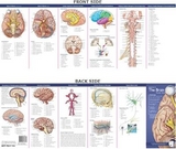 Anatomical Chart Company's Illustrated Pocket Anatomy: Anatomy of The Brain Study Guide - 