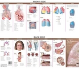 Anatomical Chart Company's Illustrated Pocket Anatomy: Anatomy & Disorders of The Respiratory System Study Guide - 