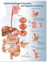 Gastroesophageal Disorders and Digestive Anatomy Chart - 