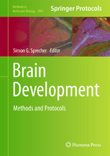 Brain Development - 