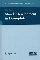 Muscle Development in Drosophilia -  Helen Sink