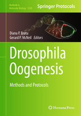 Drosophila Oogenesis - 