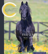 Friesenpferde - Petra Van Den Heuvel