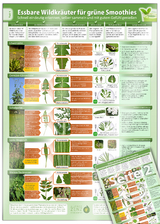 Essbare Wildkräuter für Grüne Smoothies - Erkennungskarte Teil 1 - Natürliche Frische erleben (2024). Tl.1 - Alfred Zenz, Samuel Cremer