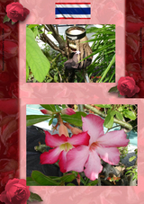 Thai Blumen und Pfanzen Photobuch von Heinz Duthel - Heinz Duthel