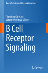 B Cell Receptor Signaling - 