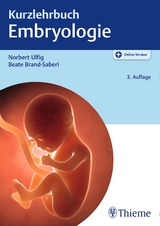 Kurzlehrbuch Embryologie - 