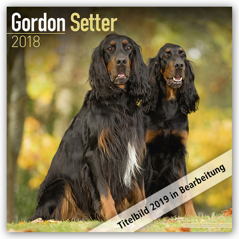 Gordon Setter Calendar 2019 -  Avonside Publishing Ltd
