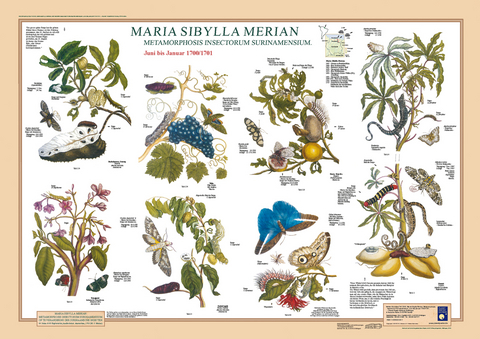 Maria Sibylla Merian: Metamorphosis Insectorum Surinamensium. Juni bis Januar 1700/1701 - F W Welter-Schultes