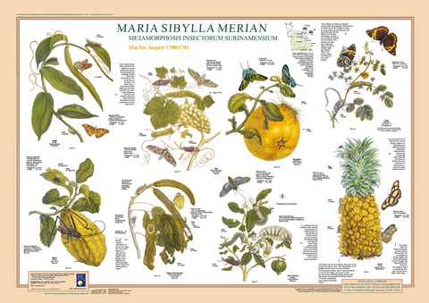 Maria Sibylla Merian: Metamorphosis Insectorum Surinamensium. Mai bis August 1700/1701 - F W Welter-Schultes