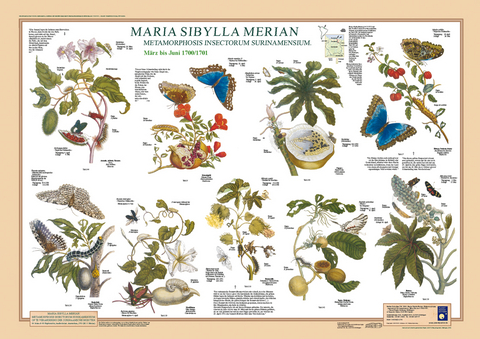 Maria Sibylla Merian: Metamorphosis Insectorum Surinamensium. März bis Juni 1700/1701 - F W Welter-Schultes