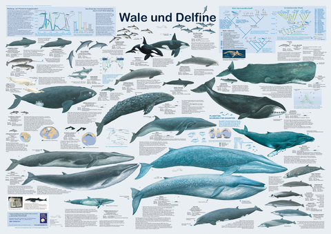 Wale und Delfine - R Krätzner, F W Welter-Schultes