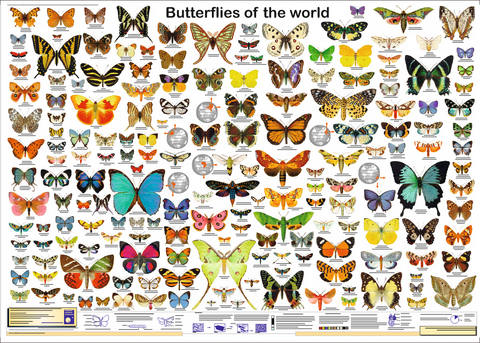 Butterflies of the world - F Schenk, R Krätzner, F W Welter-Schultes