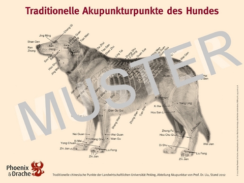 Traditionelle Akupunkturpunkte des Hundes - Susanne Hauswirth