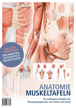 Anatomie-Muskeltafeln - 