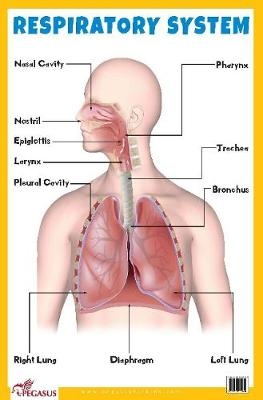 Respiratory System Educational Chart -  Pegasus