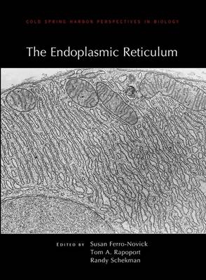 Endoplasmic Reticulum - 