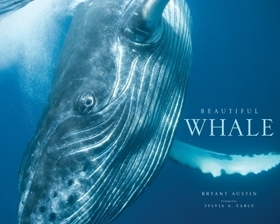 Beautiful Whale - 