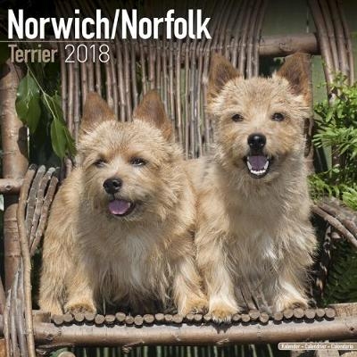 Norwich/Norfolk Terrier Calendar 2018 -  Avonside Publishing Ltd