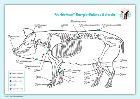 Akupunktur-Tafel Schwein - Layena Bassols Rheinfelder