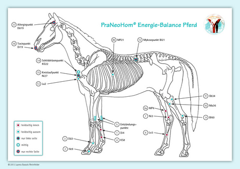 Akupunktur-Tafel Pferd - Layena Bassols Rheinfelder