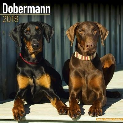 Dobermann Calendar 2018 -  Avonside Publishing Ltd