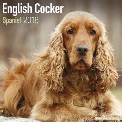 English Cocker Spaniel Calendar 2018 -  Avonside Publishing Ltd