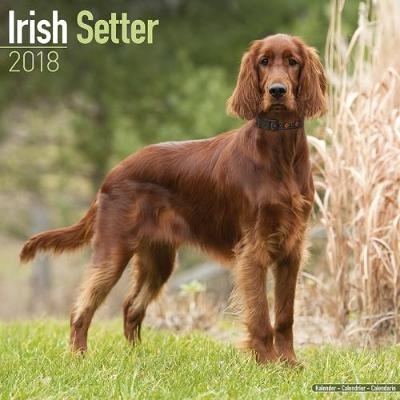 Irish Setter Calendar 2018 -  Avonside Publishing Ltd