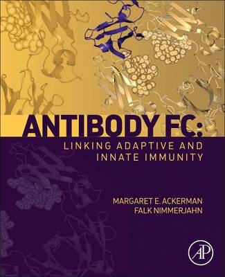 Antibody Fc - 