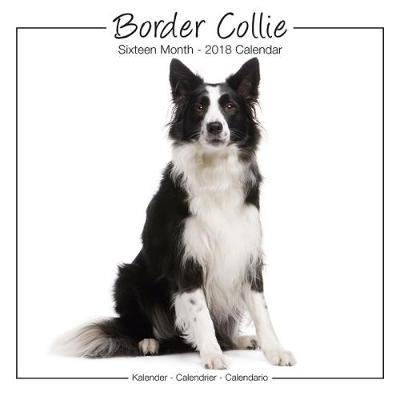 Border Collie Studio Calendar 2018 -  Avonside Publishing Ltd