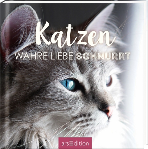 Katzen