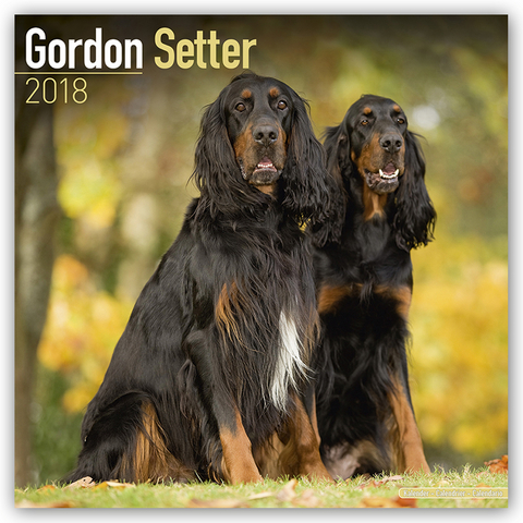 Gordon Setter Calendar 2018 -  Avonside Publishing Ltd