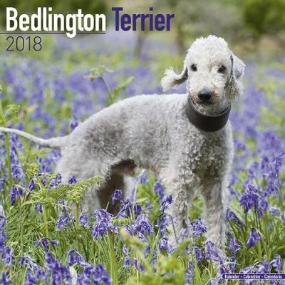 Bedlington Terrier Calendar 2018 -  Avonside Publishing Ltd