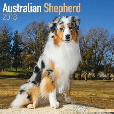 Australian Shepherd Calendar 2018 -  Avonside Publishing Ltd